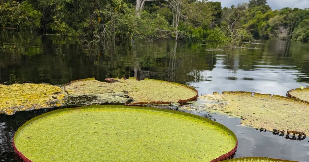 Number of known species of giant waterlilies almost doubles