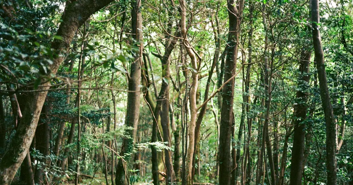 The land’s ability to store carbon has bounced back after two bad years
