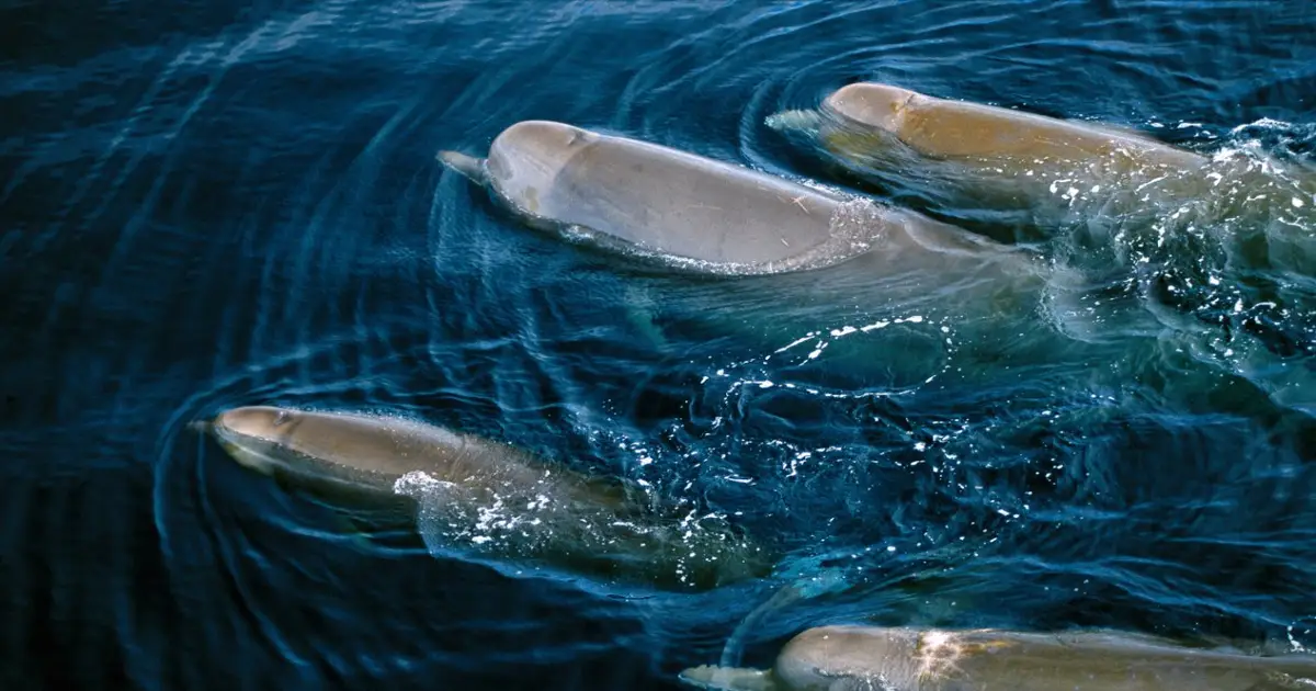 Bottlenose whales may look after each other when they’re sick