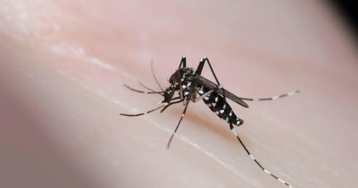 Parasite-infected mosquitoes released in Europe for first time