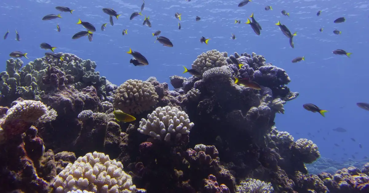 All tropical coral reefs could collapse within 50 years