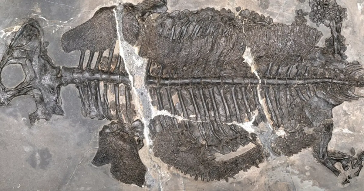 Predatory amphibians swam the seas 237 million years ago
