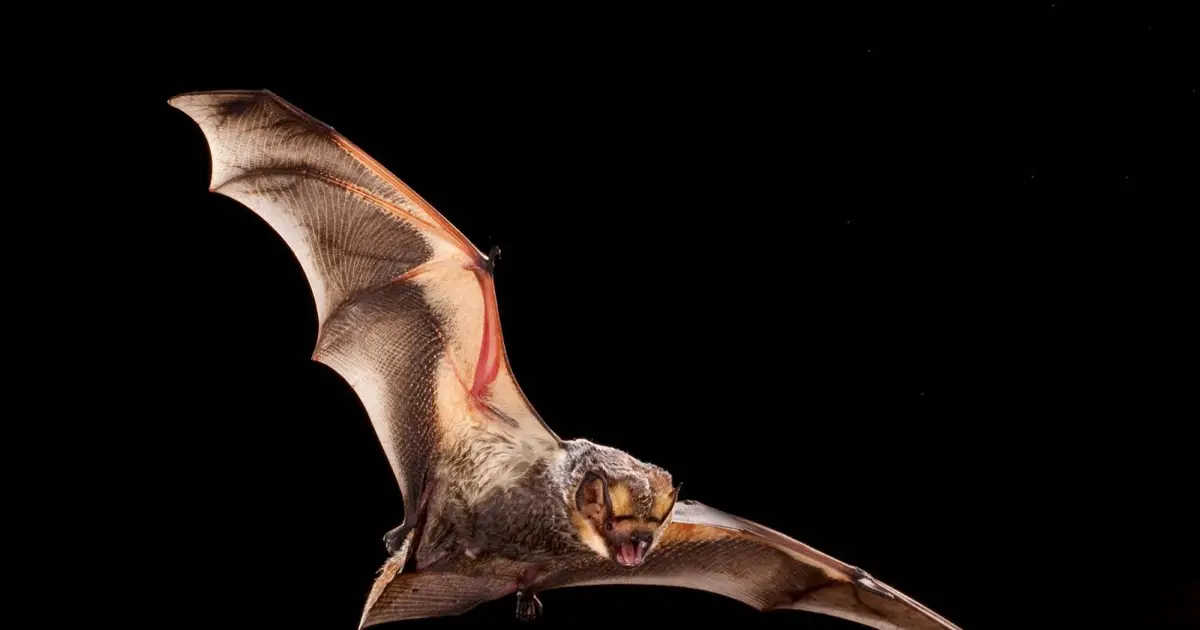 Wind turbines have killed 19 million bats in 40 years in the US