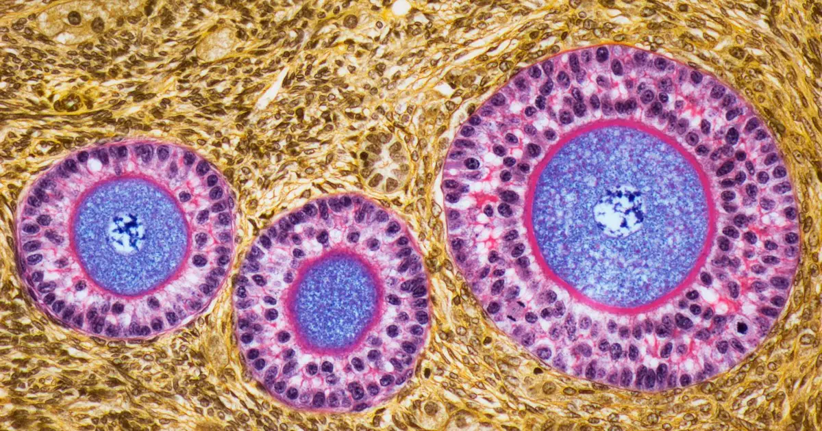Transplanted ovaries adjust to the recipient’s biological age