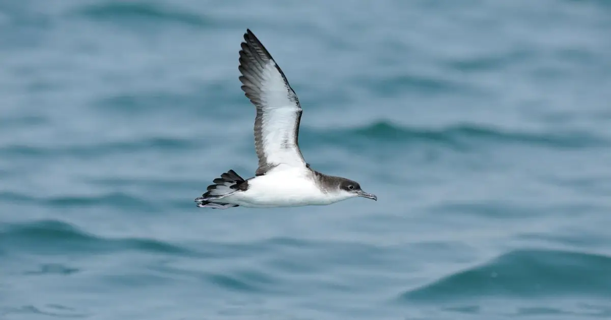 Birds can get jet lag on long, fast flights and then fly off course
