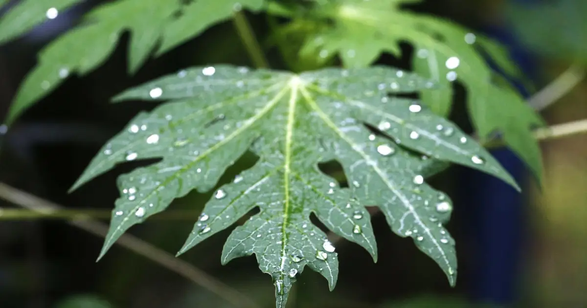 Plant biology provides inspiration for PFAS replacement