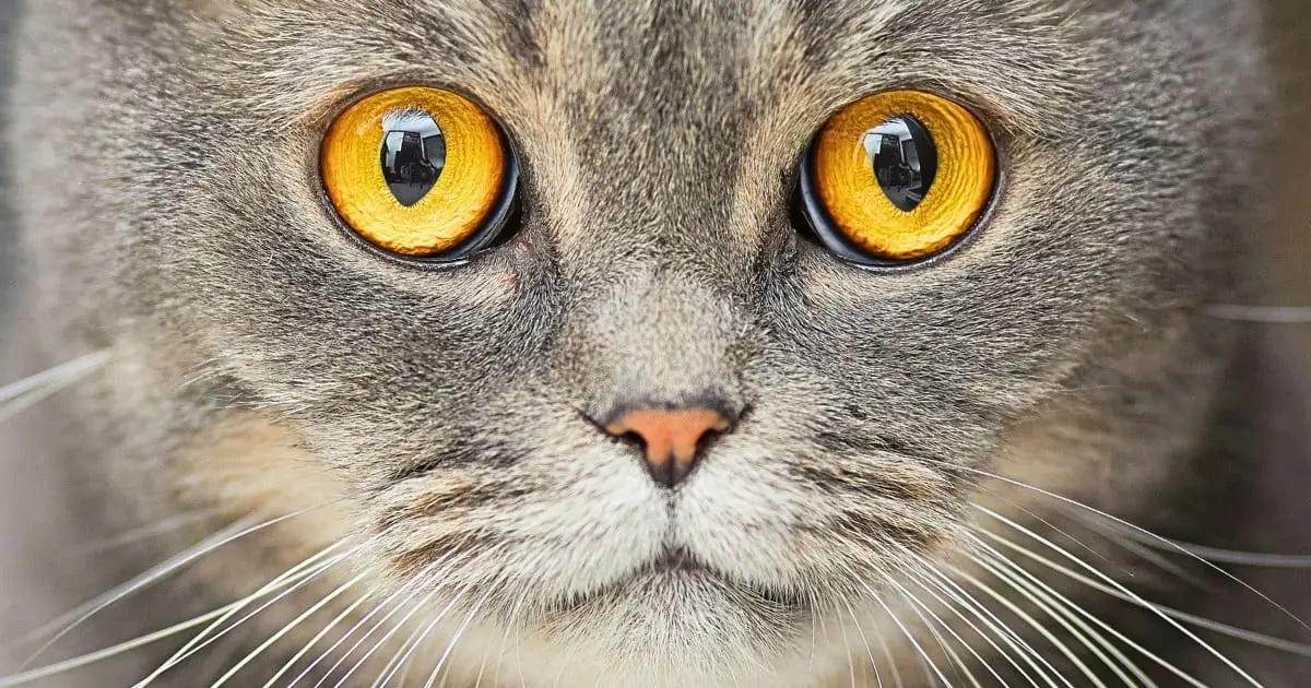 Cat Ownership Linked to Increased Risk of Schizophrenia, Study Suggests