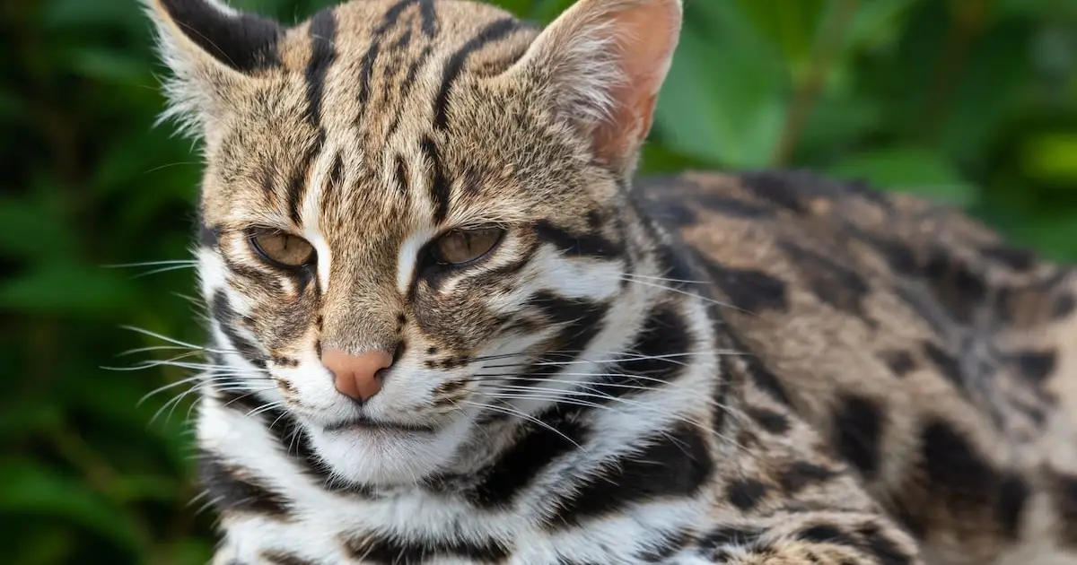 A Worrying New Trait Has Appeared in an Isolated Cat Species on a Japanese Island