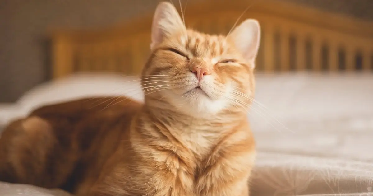 Scientists Reveal Simple Trick to Communicate With Your Cat