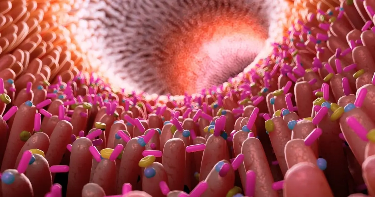 Scientists Reveal How Gluten Reactions in The Gut Lining Lead to Celiac Damage