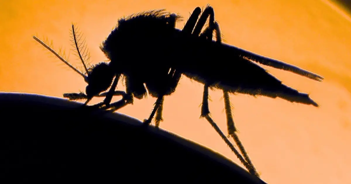 Scientists Reveal Why Mosquitoes Bite Some People More Than Others