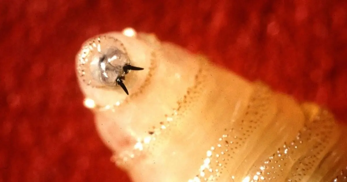Rare Flesh-Eating Parasite Confirmed in Texas For First Time Since 1966