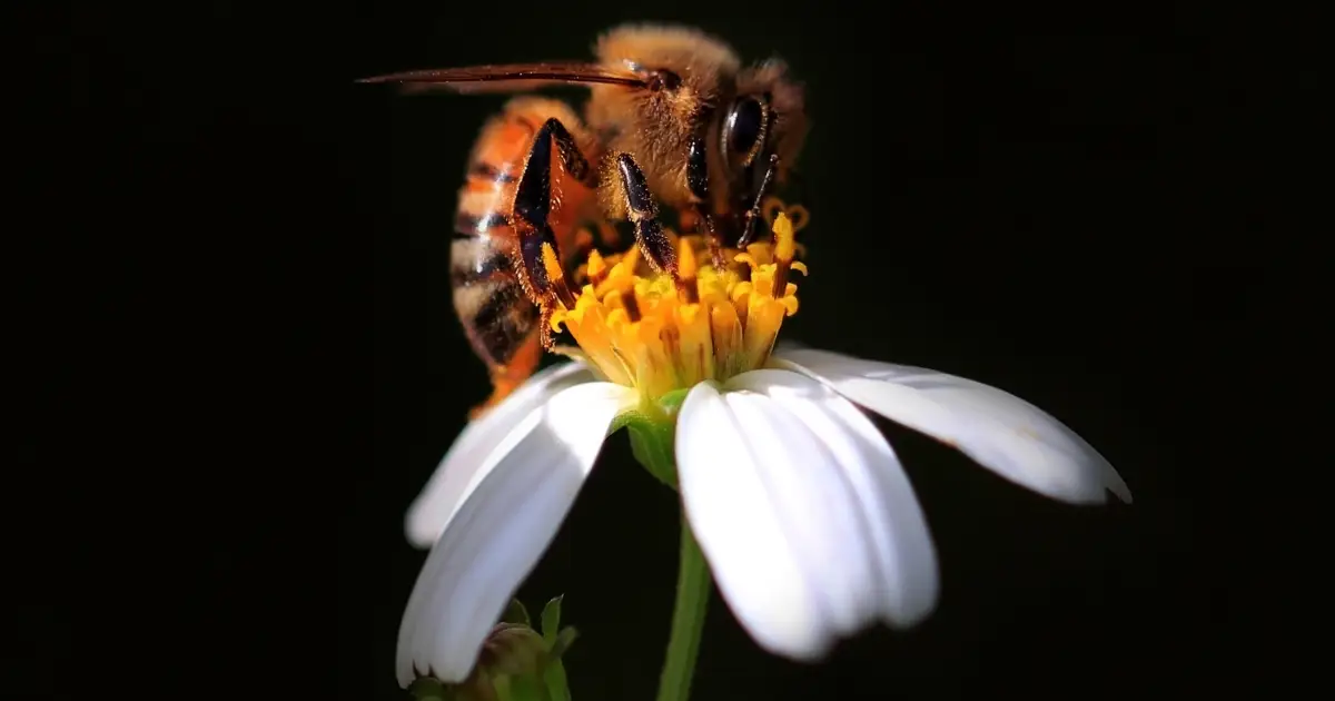 Bees Actually Can Count, New Study Suggests