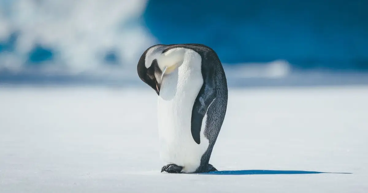 It's Official: Antarctica's Iconic Emperor Penguins Are Endangered