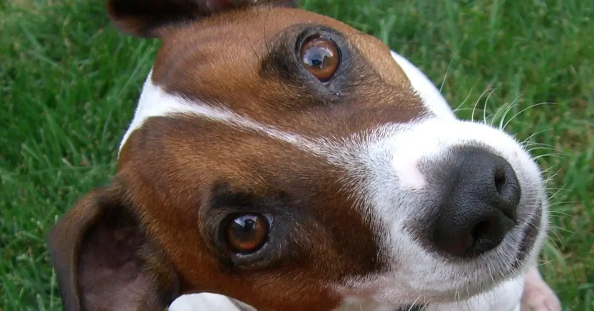 If Your Dog Is Blinking at You, It May Be Trying to Tell You Something, Science Suggests