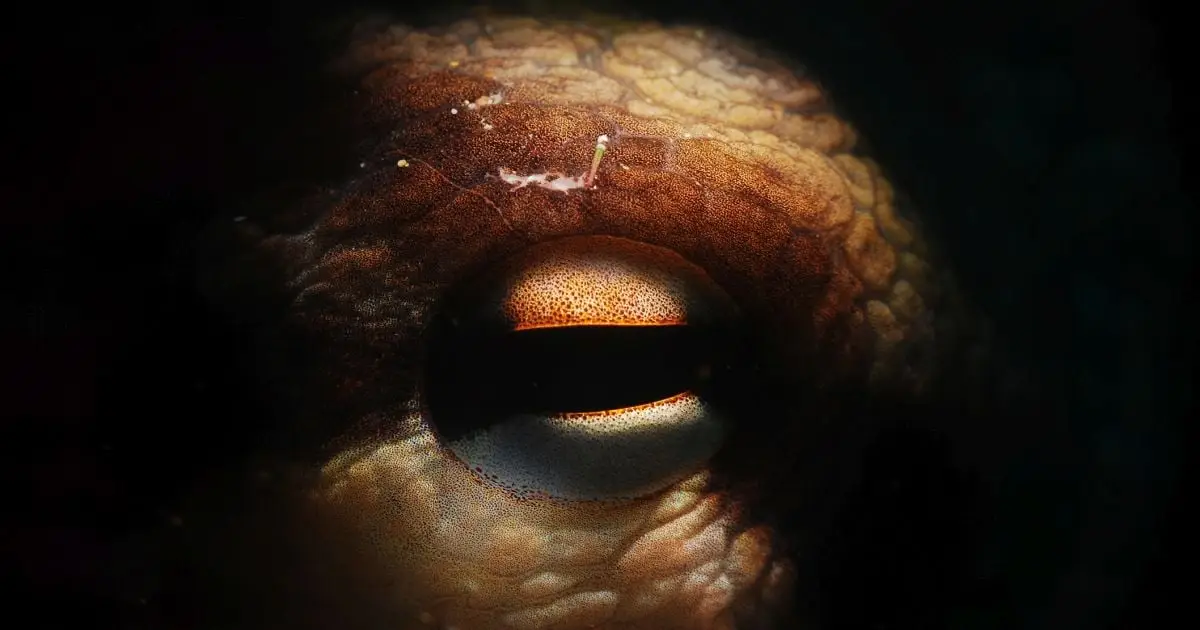 Giant, Kraken-Like Octopuses Once Stalked Their Prey in Cretaceous Seas