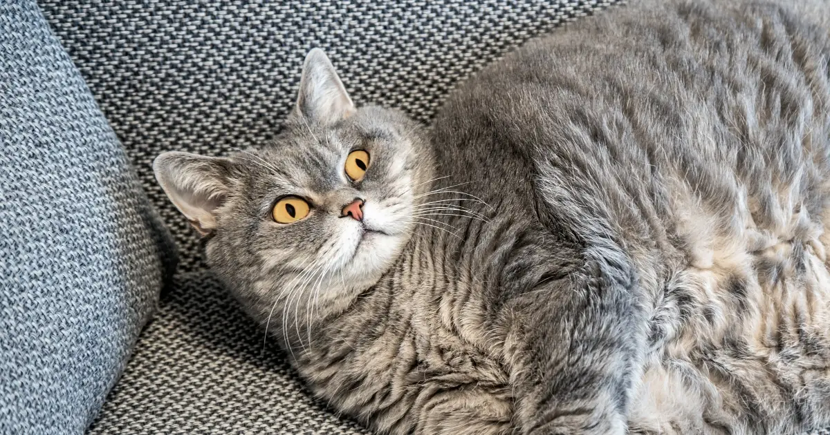 Experts Reveal The Secret to Helping Your Pet Lose Weight