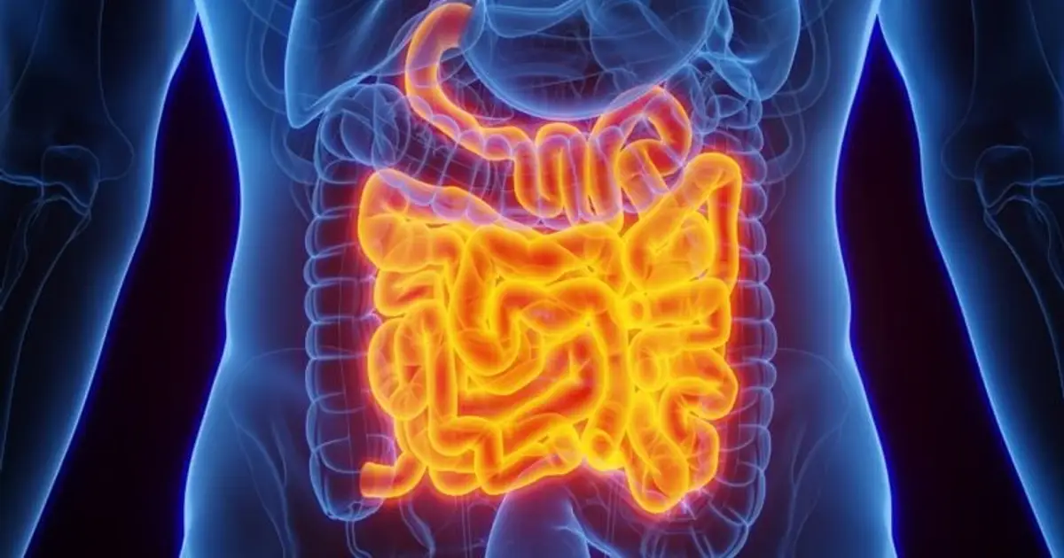 Scientists Find Neurons in The Gut That Could Be Driving Constipation And Pain