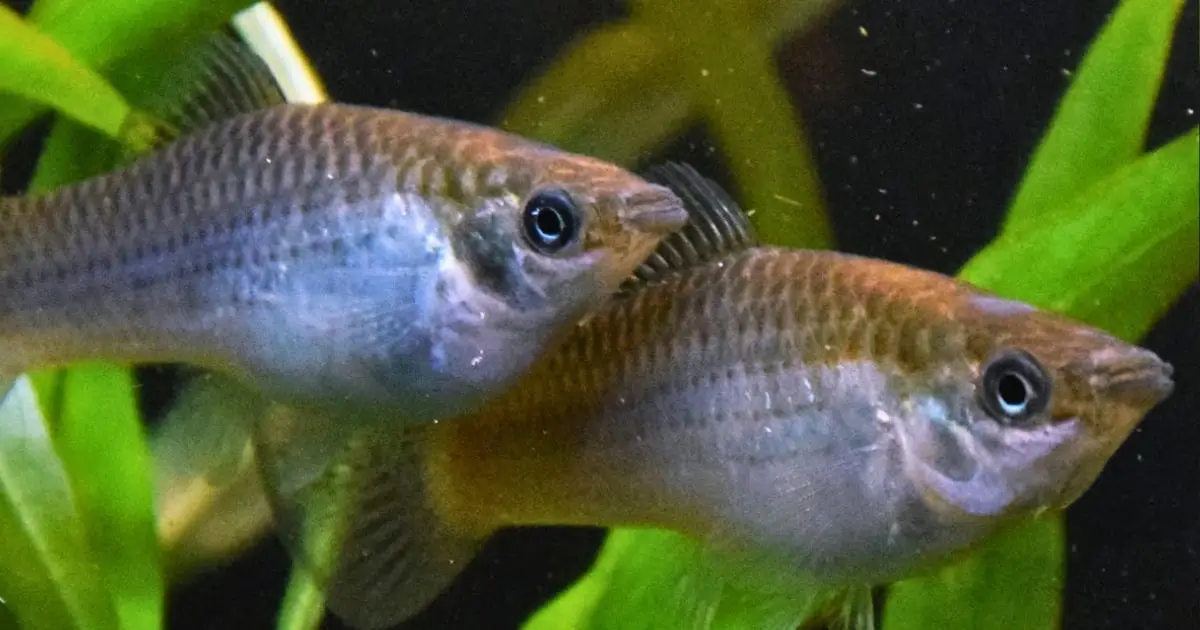 Scientists Finally Know How an All-Female Fish Keeps Cloning Itself
