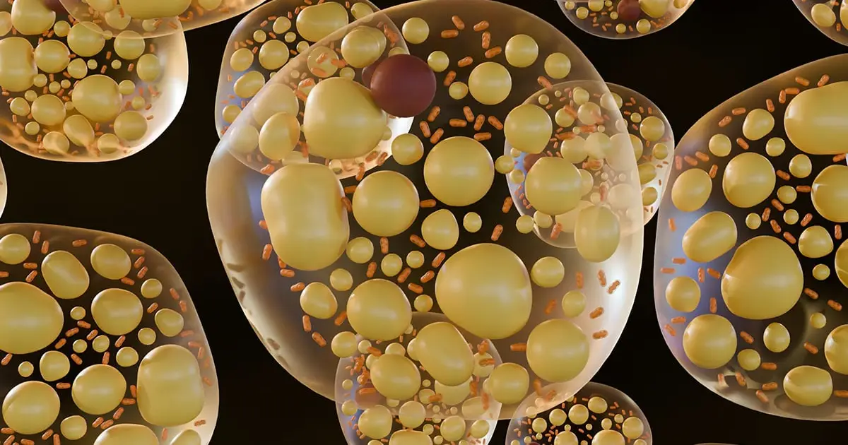 Rare Variants in One Gene May Help The Body Burn Fat Instead of Storing It
