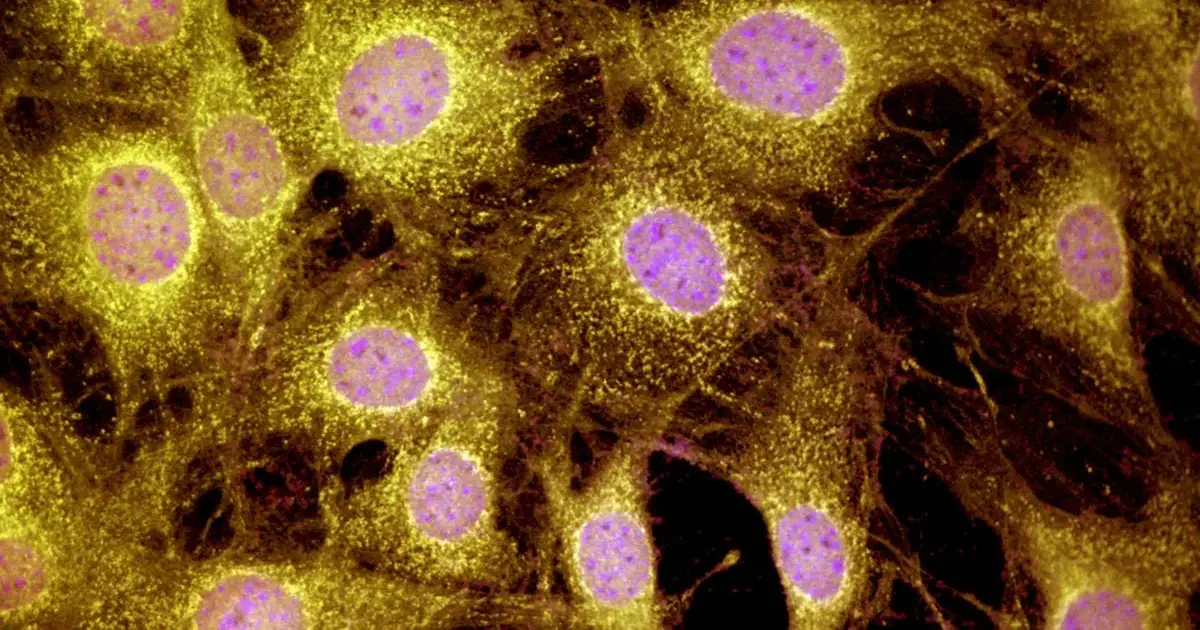 Mammals May Have a Hidden Limb Regeneration Ability We Never Knew About