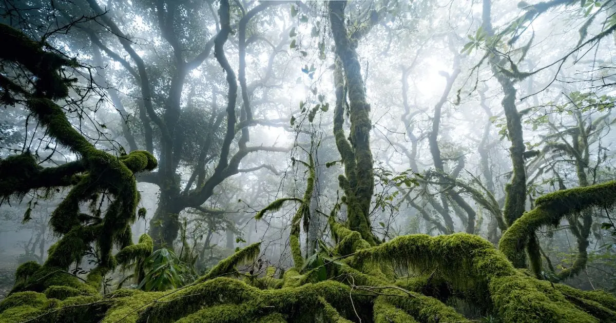 Fog Is Teeming With Life, And It May Be Doing Us a Surprising Favor