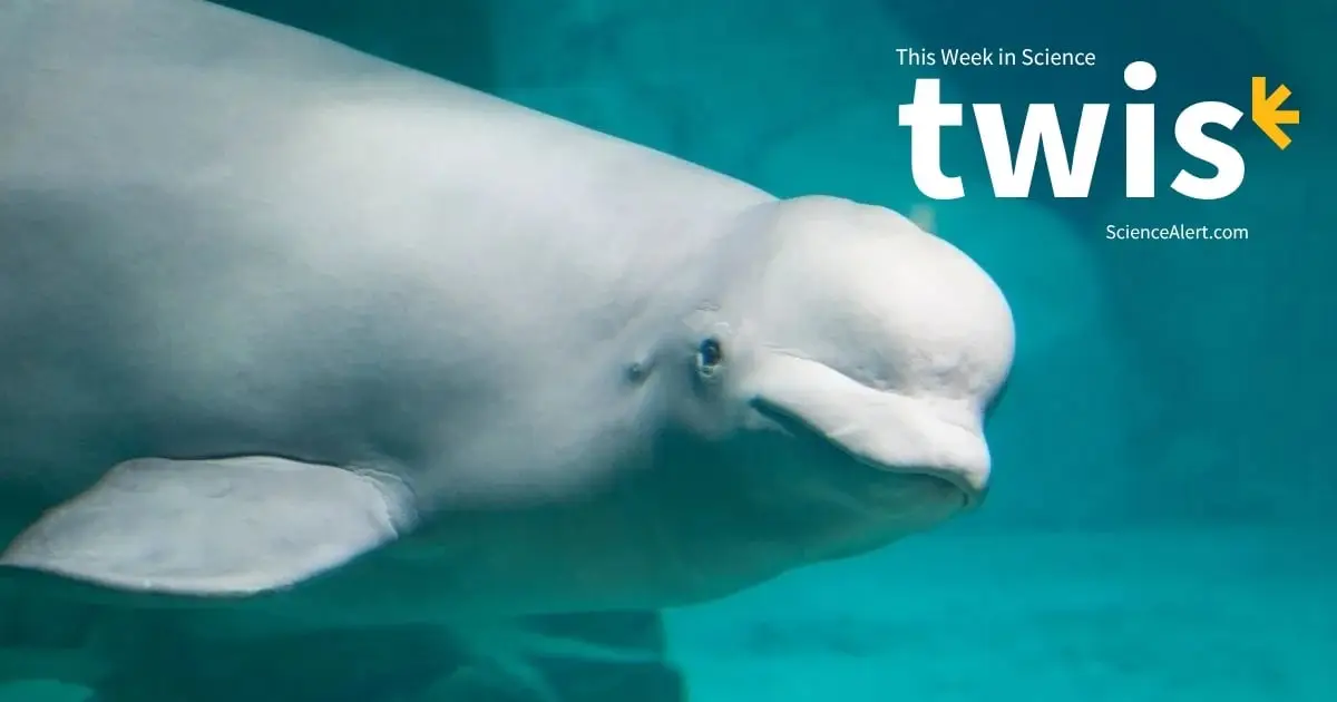 This Week in Science: A Grisly Giant Jar, a Self-Aware Whale, And More!