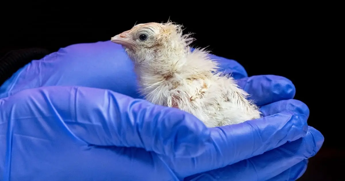 De-Extinction Company Says It's Hatched Chicks From Artificial Eggshells