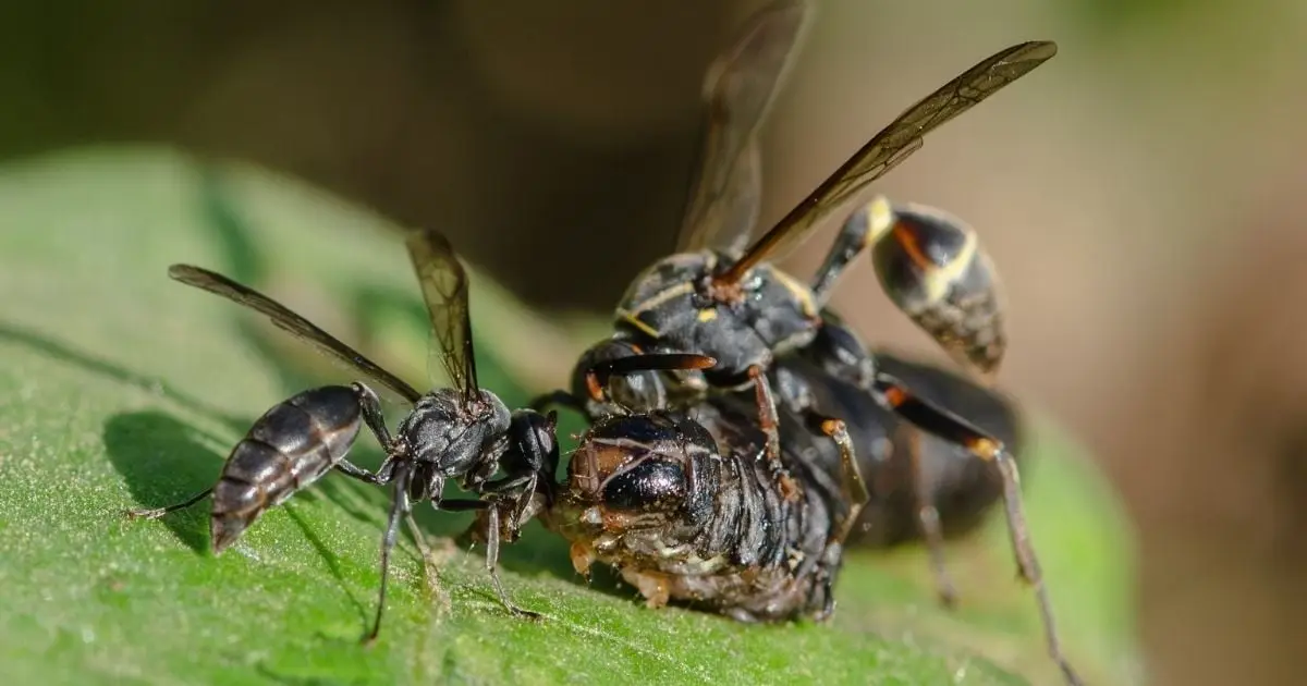This Plant Summons Wasps When Under Attack, And We Finally Know How