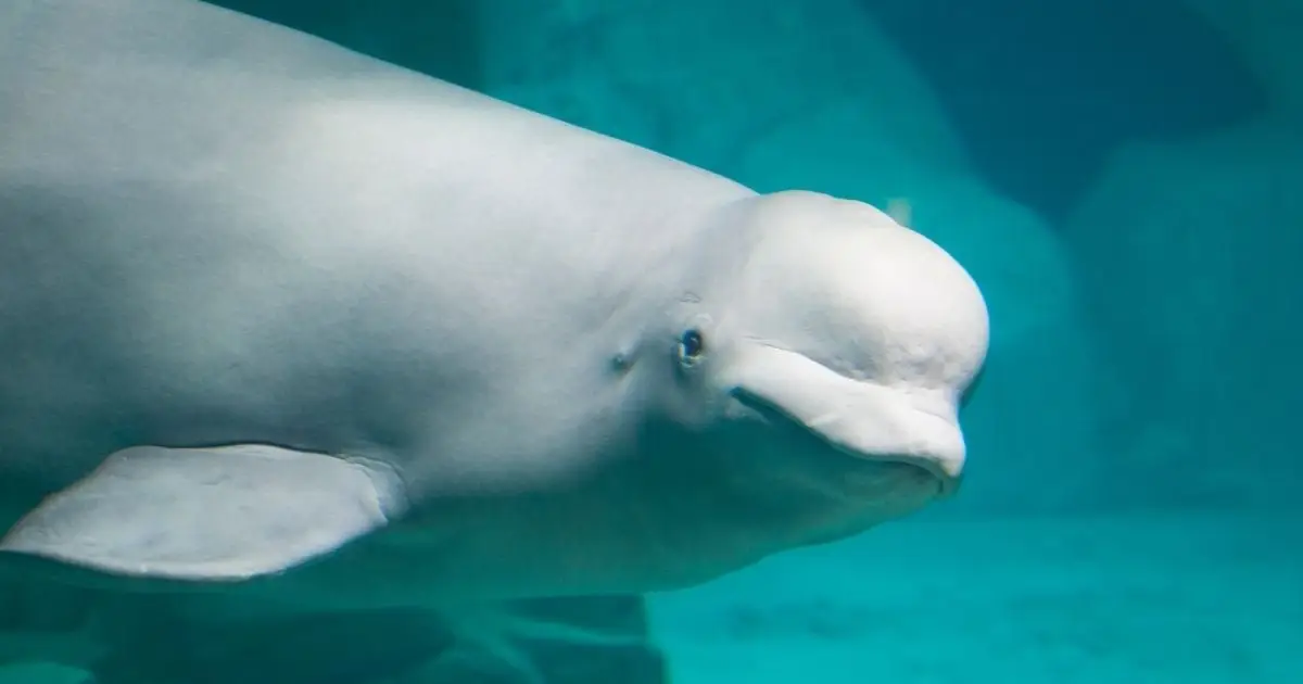 A Beluga Whale Showed a Sign of Intelligence Once Thought Unique to Humans