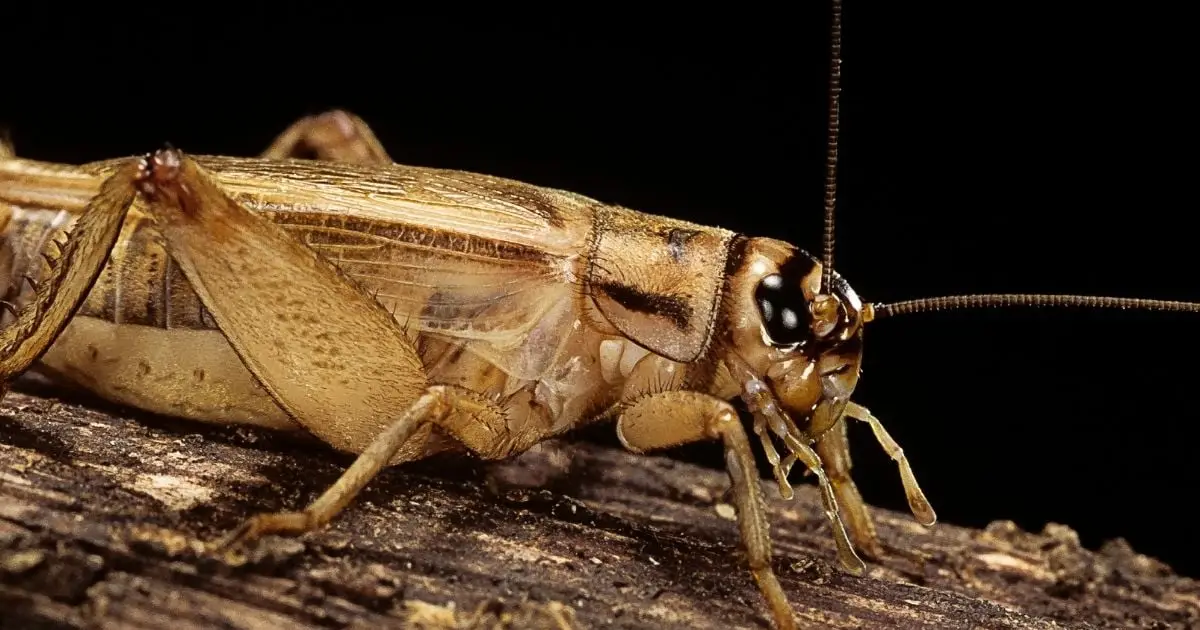 Crickets Respond to Injuries in a Way That Suggests They Feel Pain