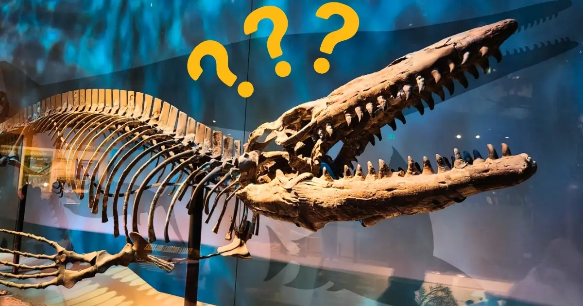 Fossil Kept in a Museum For Decades Turns Out to Be a Fearsome New Predator
