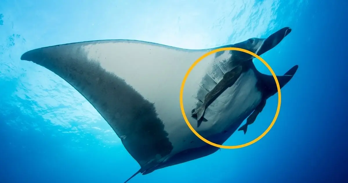 Scientists Caught Suckerfish Diving Into Manta Rays' Rear Ends