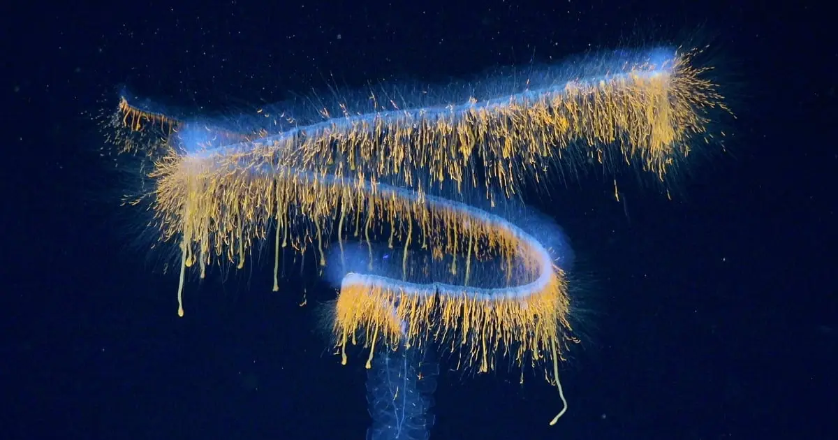 31 Haunting New Deep-Sea Species Discovered Off The Coast of Brazil