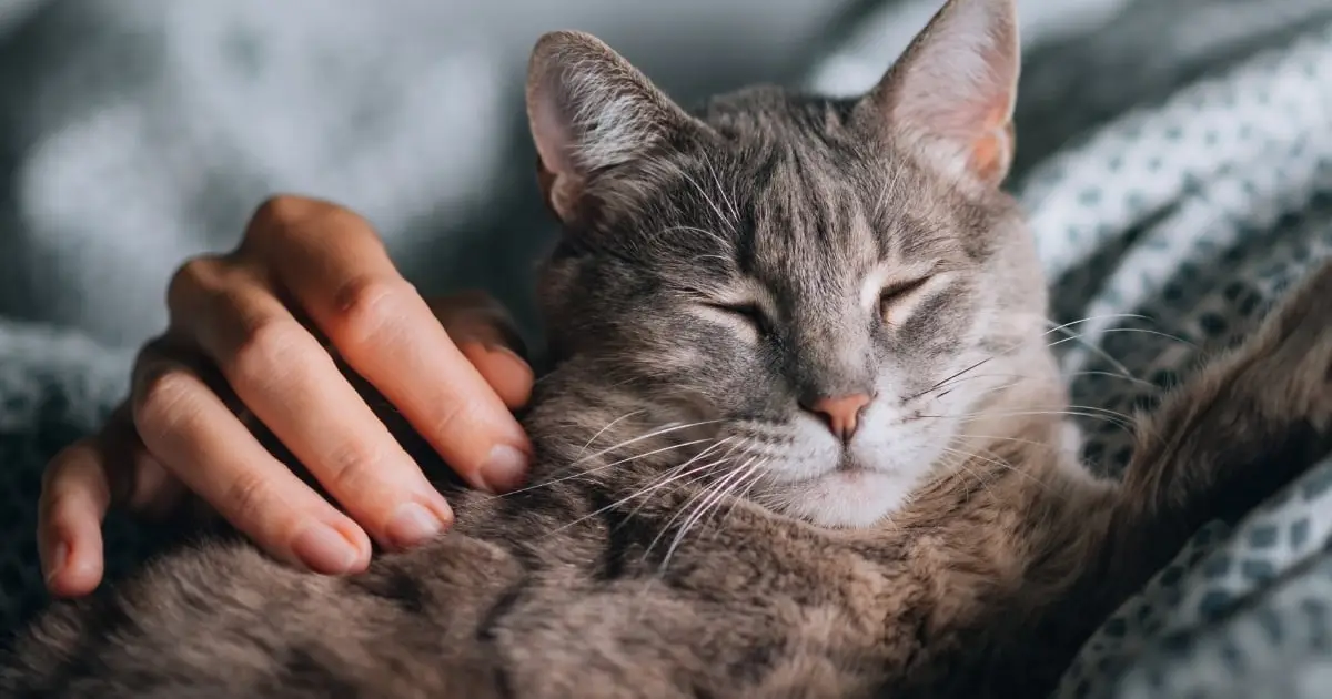 Your Cat May Not Ease Stress The Way You Think, Study Finds