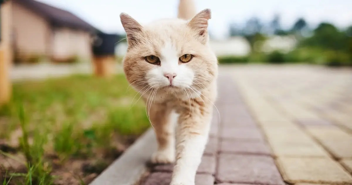 Your Cat Can Bring Home More Disease Than You Think. Here's What to Do.