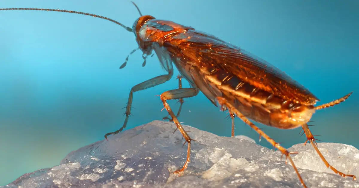 Cockroaches Have Been Hiding a DNA Secret For Millions of Years