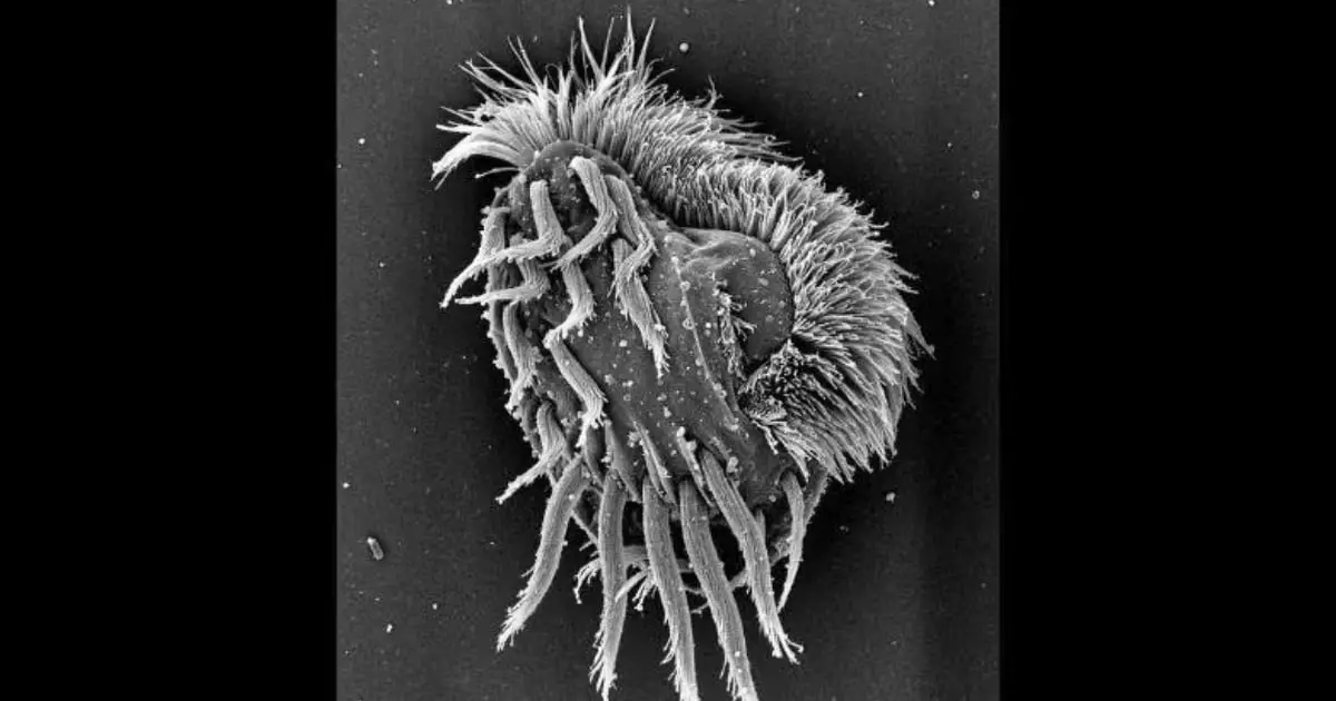 Newly Discovered Microbe Turns Into a Cannibalistic 'Supergiant'