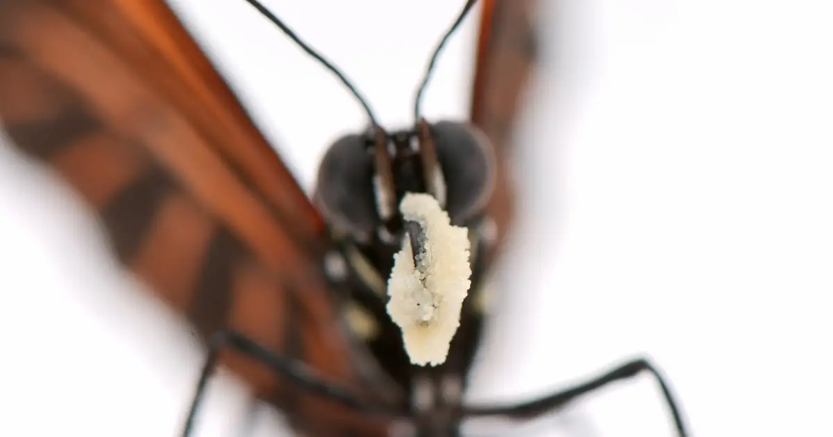 Butterflies That Eat Pollen May Hold Clues to Extreme Longevity