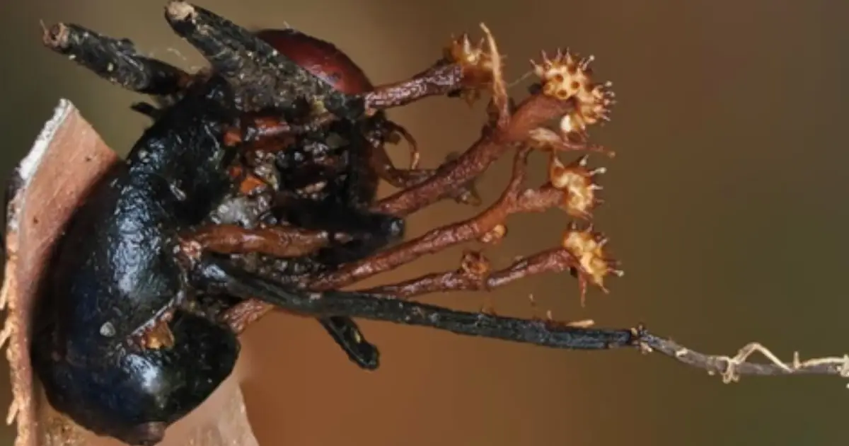 Scientists Discover Strange Horn-Shaped 'Hyperparasite', a World First