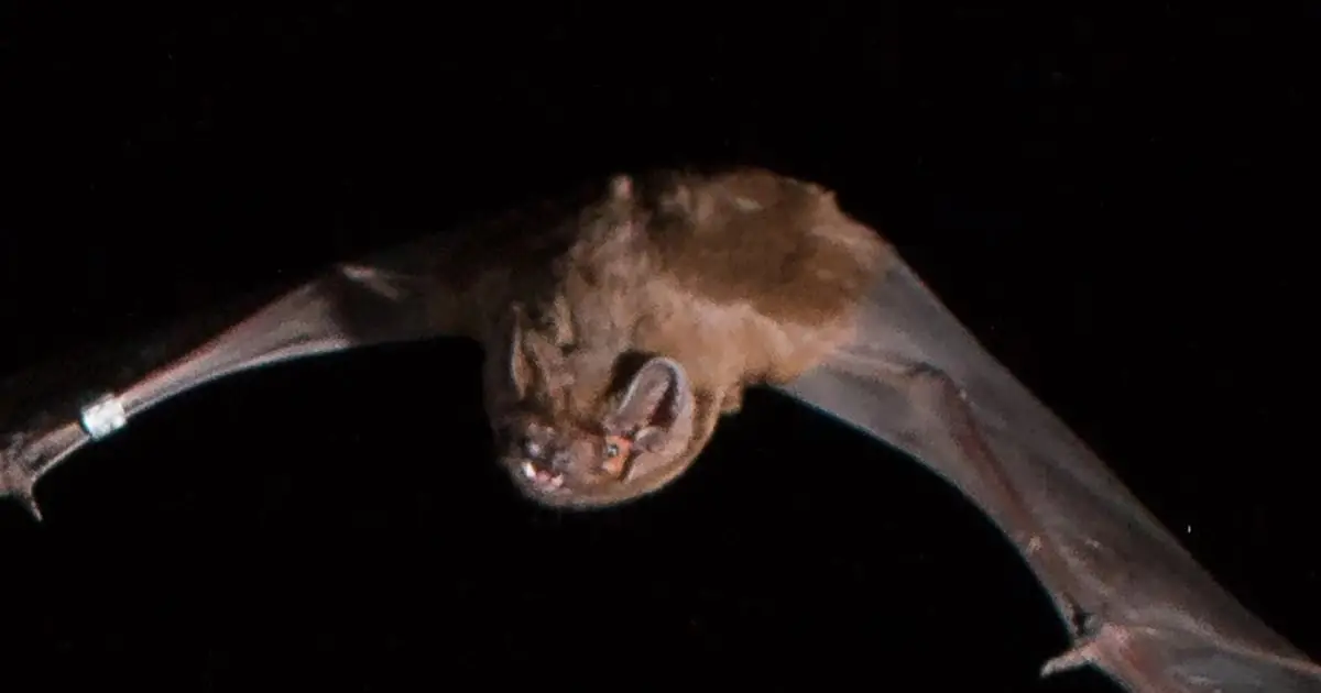 Peculiar Bat Behavior Revealed in a 400-Year-Old Painting