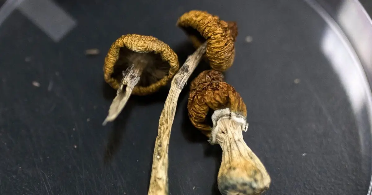 Huge Psilocybin Dose Has Incredible Effect on Elderly Dementia Patient
