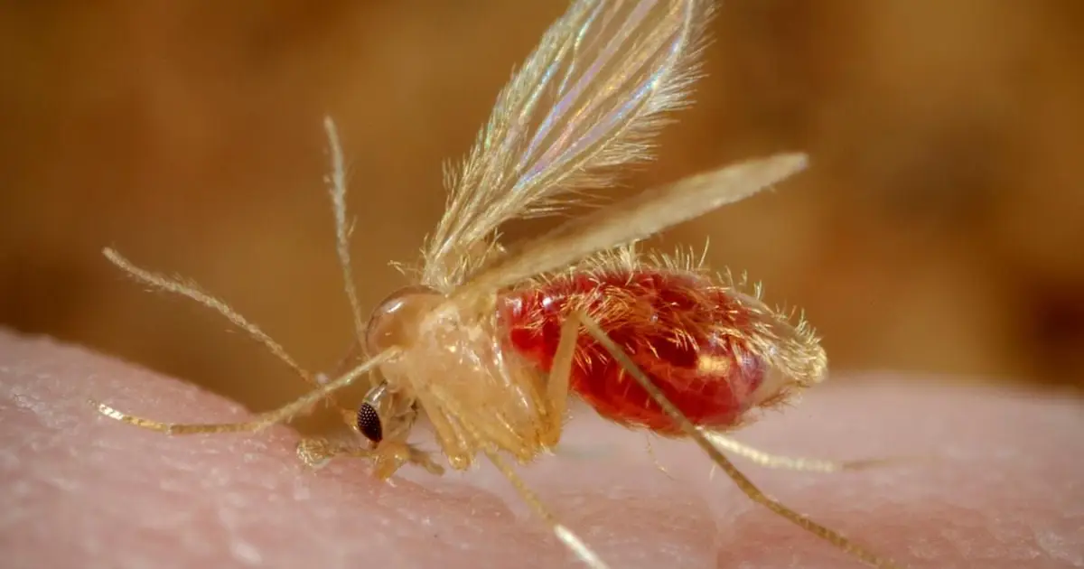 Parasites 'Reawaken' Woman's Rare Birth Anomaly Decades Later