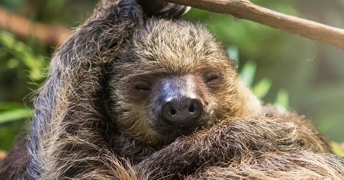 The Secret to Why Sloths Are So Slow May Be Hidden in Their DNA