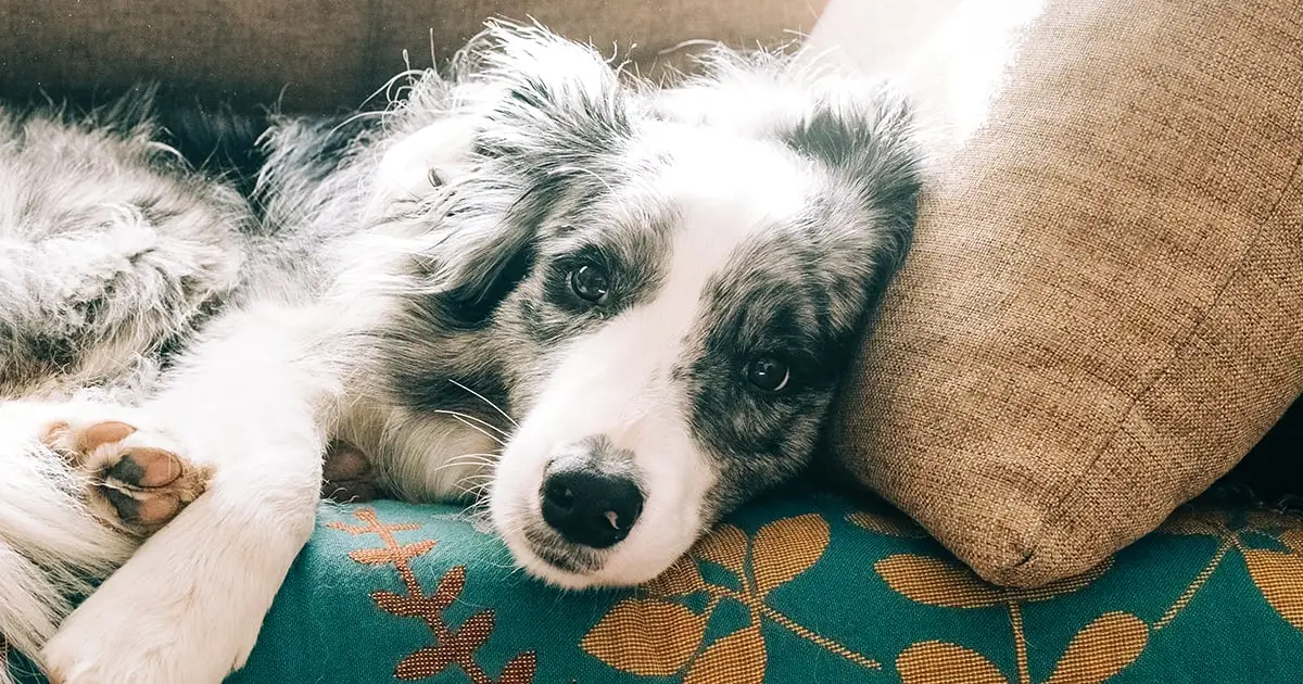 The Subtle Physical Clue That Could Indicate Your Dog Has Dementia