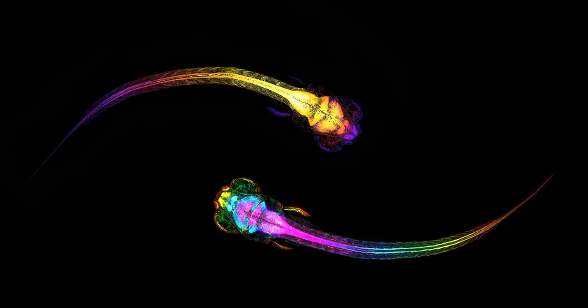 Your Brain Might Predict Social Interactions Before They Happen