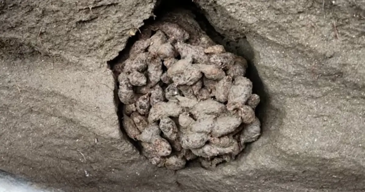 Scientists Dug Through Ancient Squirrel Poop And Found a Huge Surprise