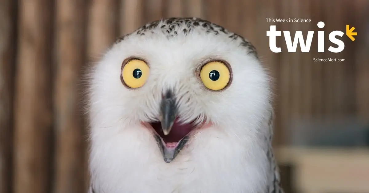 This Week in Science: Iceman Microbes, Bawdy Birds, And Much More!