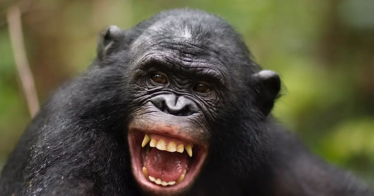 Humans And Apes Have Laughed The Same Way For Millions of Years, Study Suggests