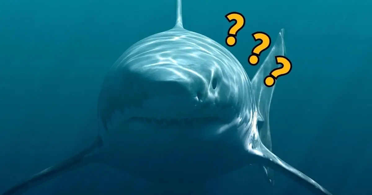 Megalodon Fossil Lost For Decades Confirms The Monster's Terrifying Size